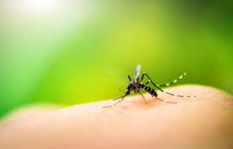 Casos de dengue aumentam em Nioaque, Secretaria de Saúde alerta a população